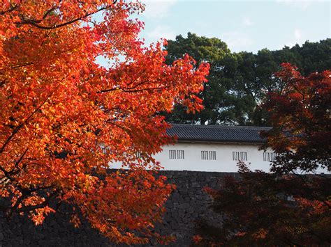 乾門|皇居乾通り一般公開について